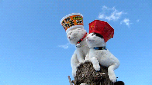 cat gif